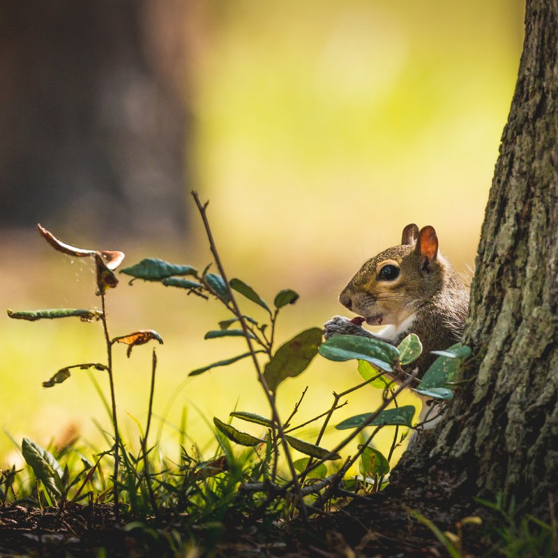 A Squirrel фото превью