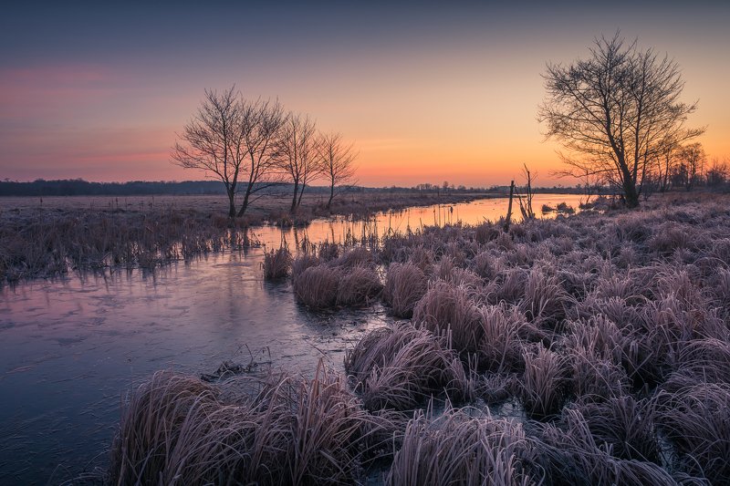 pilca, water, river, tree, frozen, sunrise, morning, winter, tree, landscape, nature Pilica backwaters фото превью