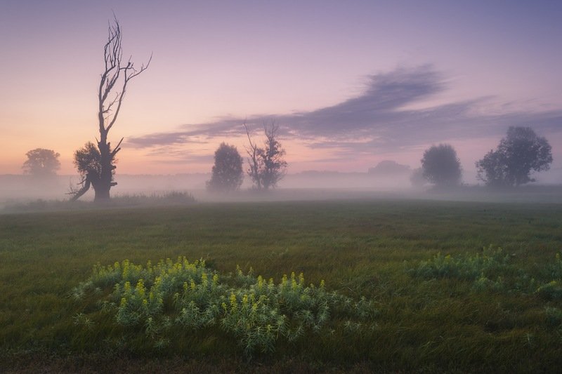 пейзаж,утро,лето,рассвет,туман,дерево,поле,луг,украина,гадяч,сергей корнев,композиция,искусство,фотография,фотограф,дымка Ожидание солнца фото превью