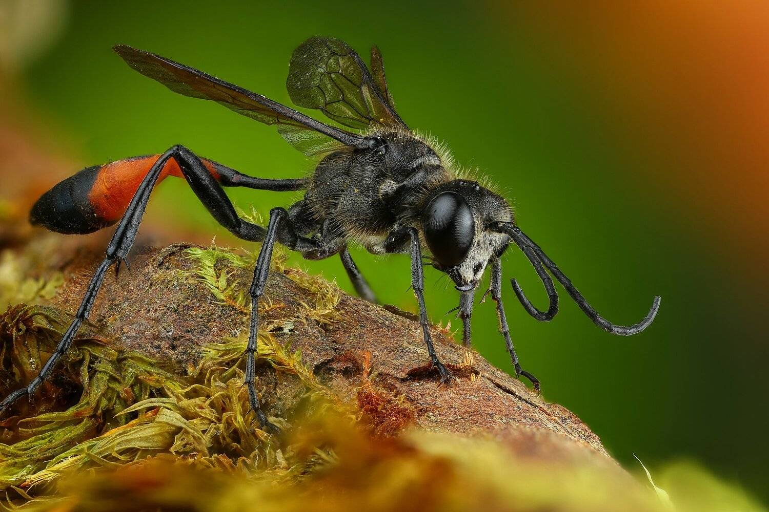 оса,макро,природа,усы,цвет,зеленый,растение, Андрей Шаповалов