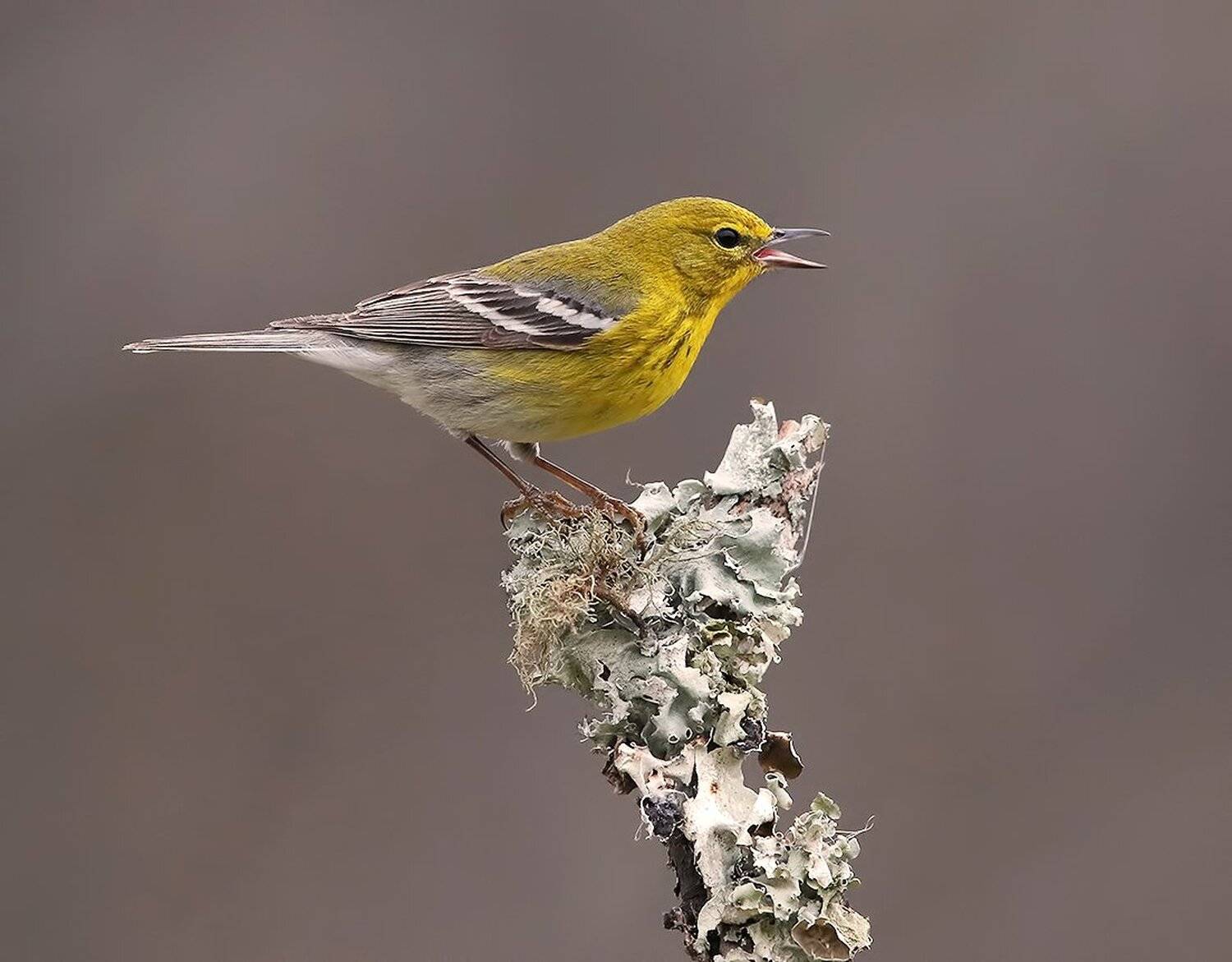 yellow warbler, лесной певун, warbler, Elizabeth Etkind