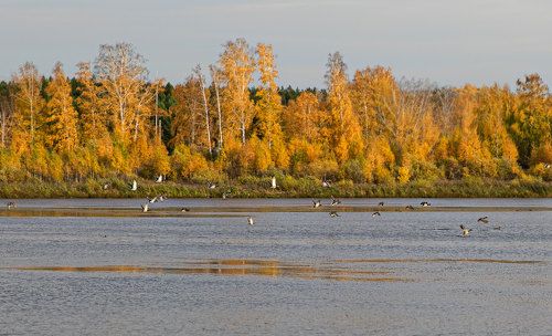 Летят утки