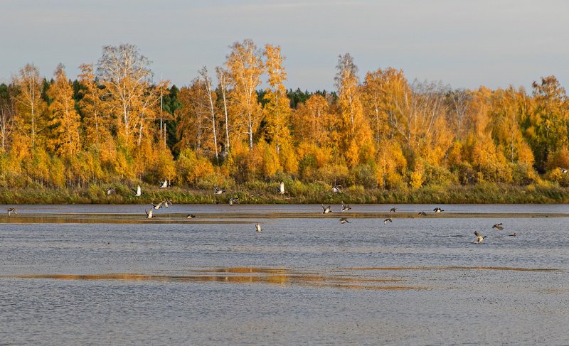 осень, утки, болото, озеро, пейзаж Летят утки фото превью