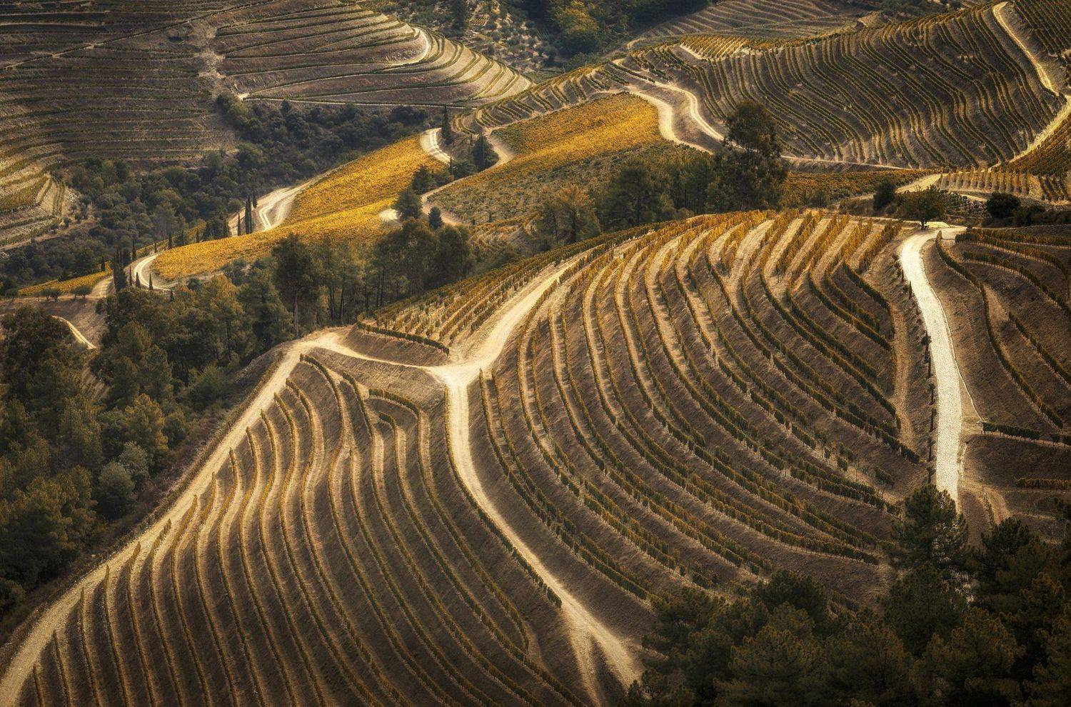 дороги, виноградники, португалия, Александр Безмолитвенный