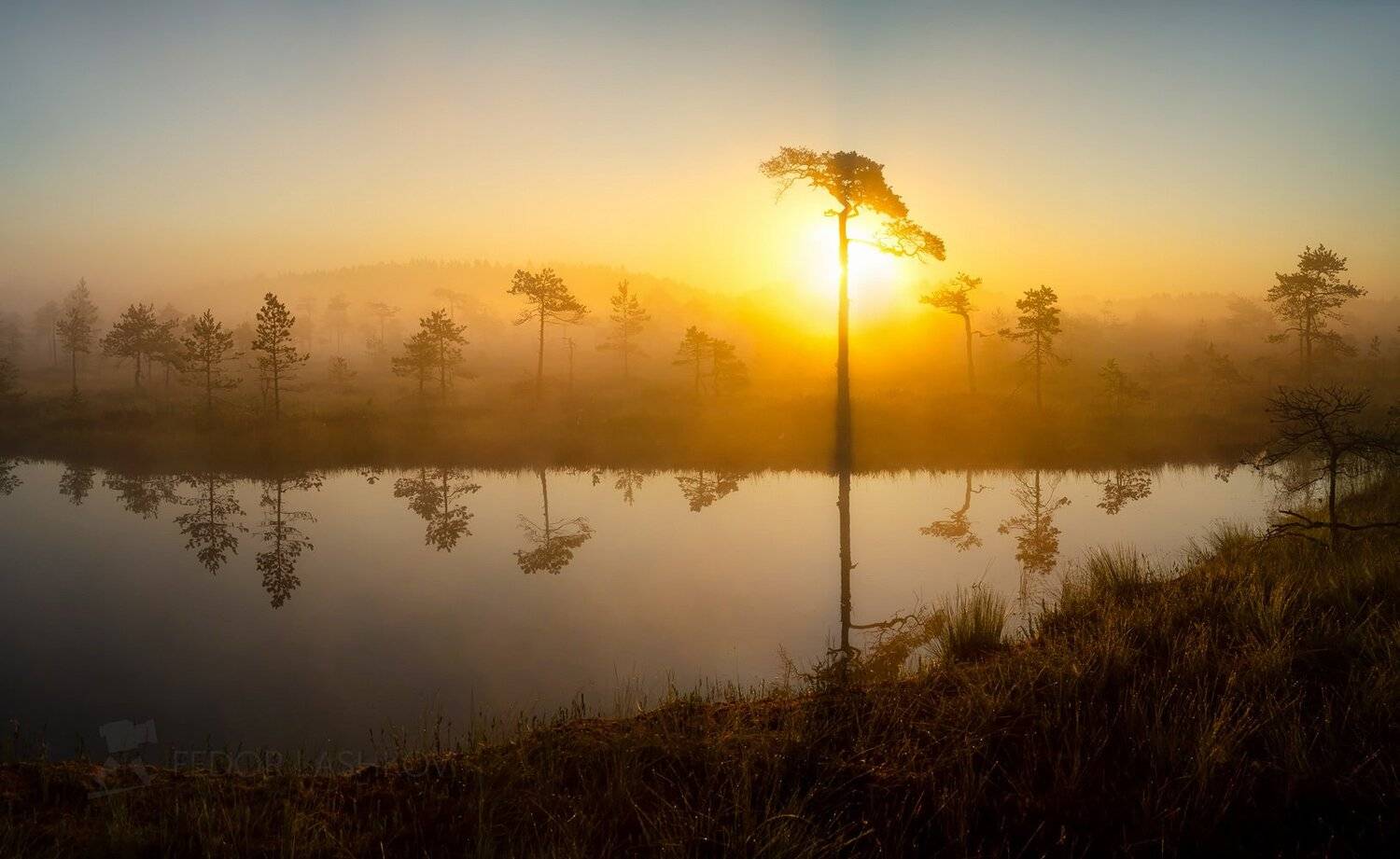 ленинградская область, рассвет, солнце, лето, тепло, сосна, болото, водоём, покой, штиль, туман, отражение, деревья, берег, оранжевый,, Лашков Фёдор