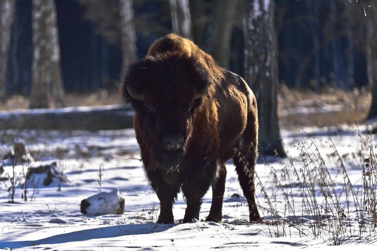 бизон, фото, животные, приокский, заповедник, Karasev Pavel