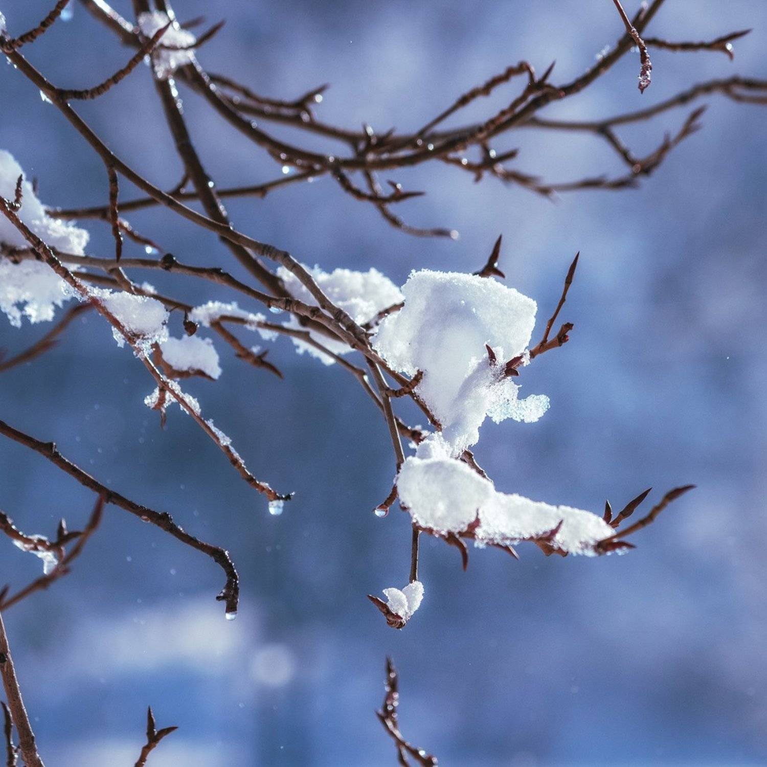 canon 55-250, beautiful, красивый, moment, момент, nature, природа, winter, зима, зимний, heart, сердечко, branches, ветки, snowy, снежно,, Наталья Терентьева