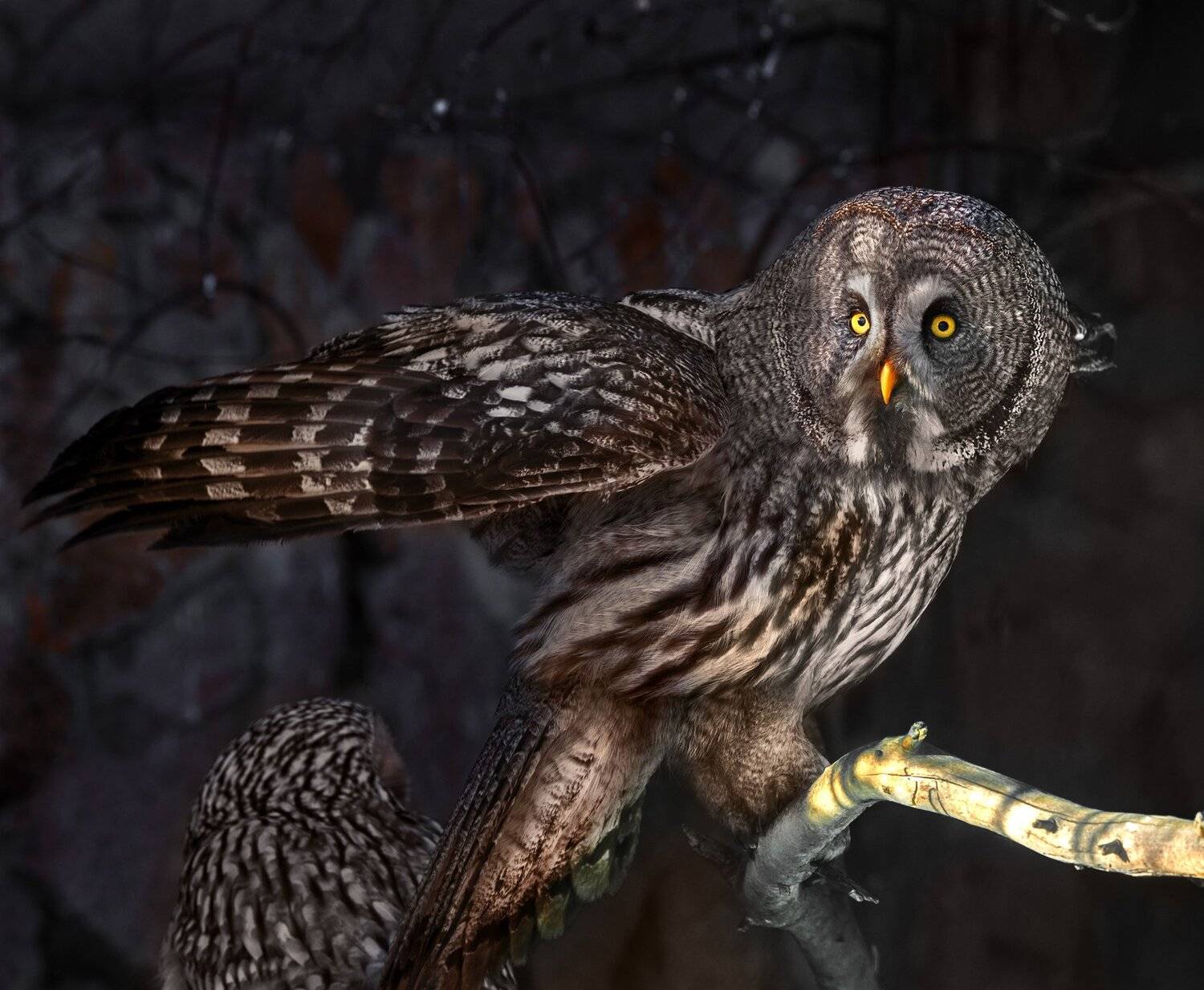 , Олег Богданов