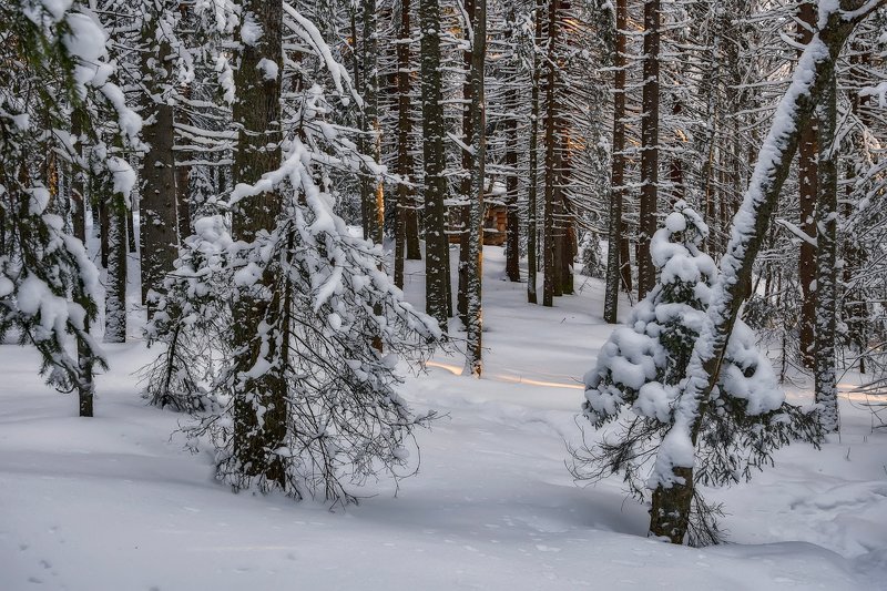 зима, лес, снег, иней, мороз, солнце, деревья, сугробы, елки, сосны, избушка Блеснуло солнце последним лучом фото превью