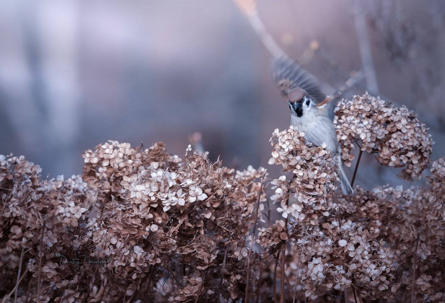 природа, лес, животные, птицы, Дмитрий Посевич