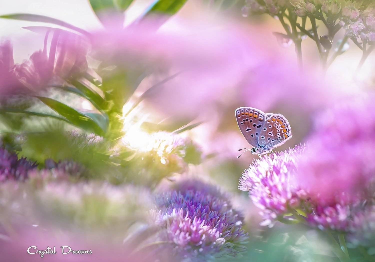crystal dreams, macro, summer, color, art, nature, butterfly, Татьяна Крылова
