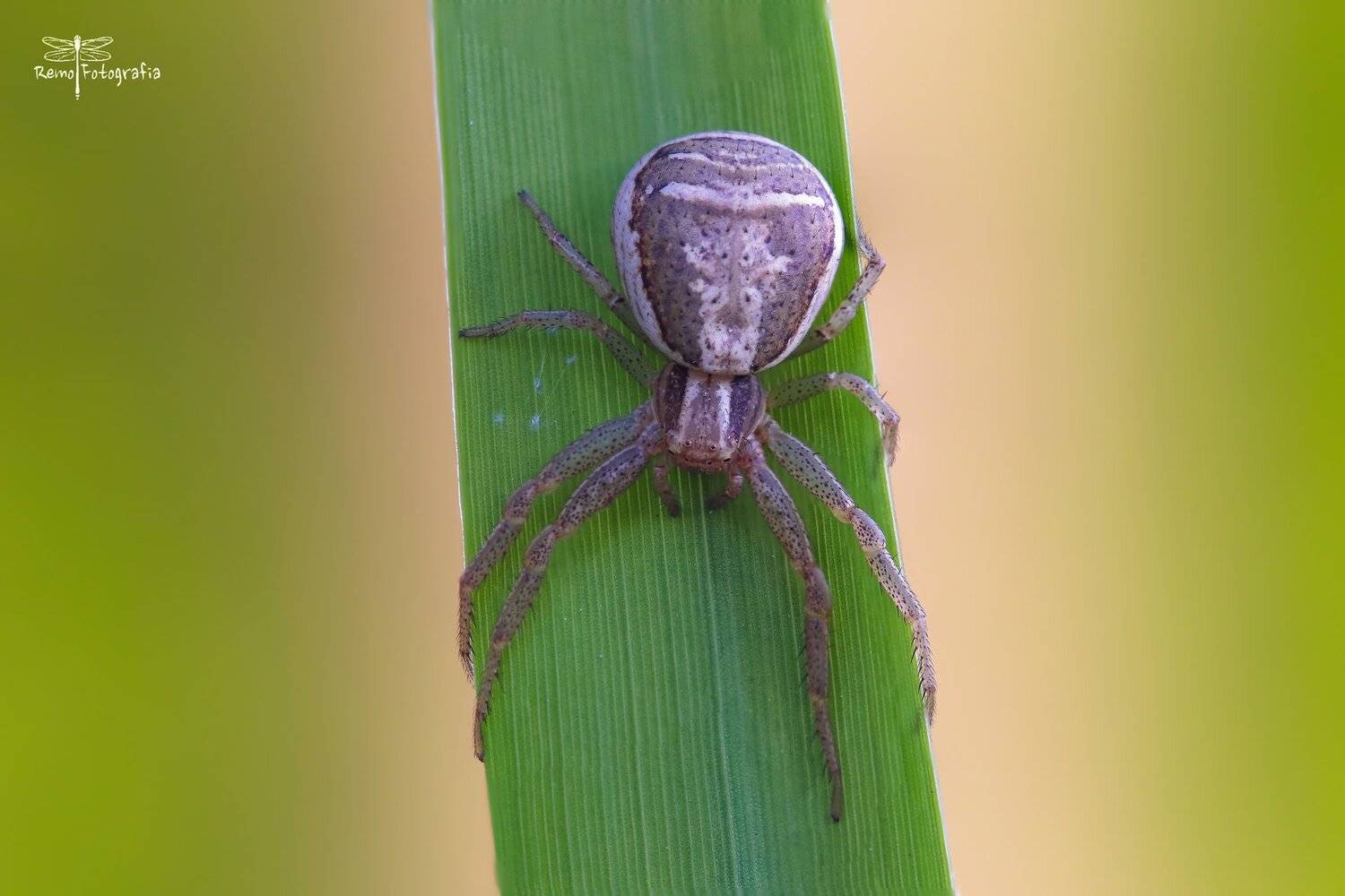 , Nowakowski Remigiusz