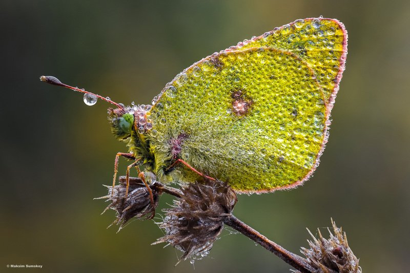*** фото превью