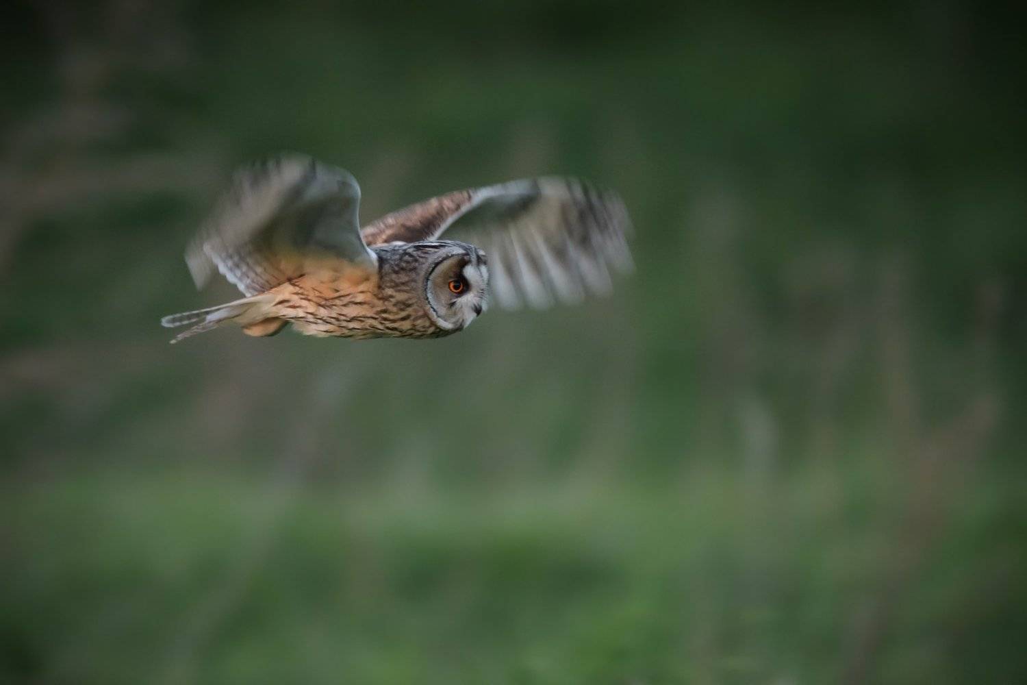 Ушастая сова, птица в полёте, птица в сумерках, птица с ушами, охота, Asio otus, птицы Подмосковья, съёмка с проводкой, беззвучный полёт, Ксения Соварцева