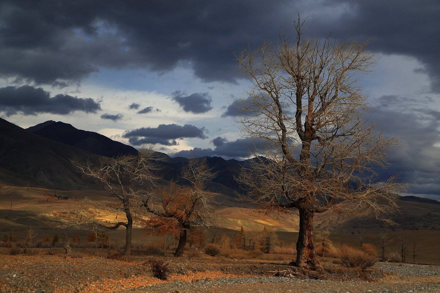 осень горы небо дерево, Евгений Зинов