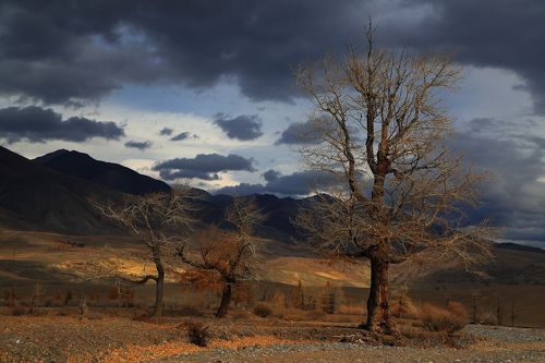  тополя Чаган-Узуна