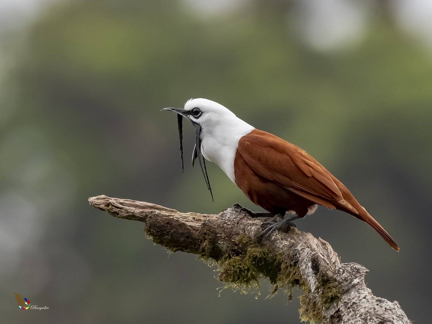 , Fernando Burgalin Sequeira