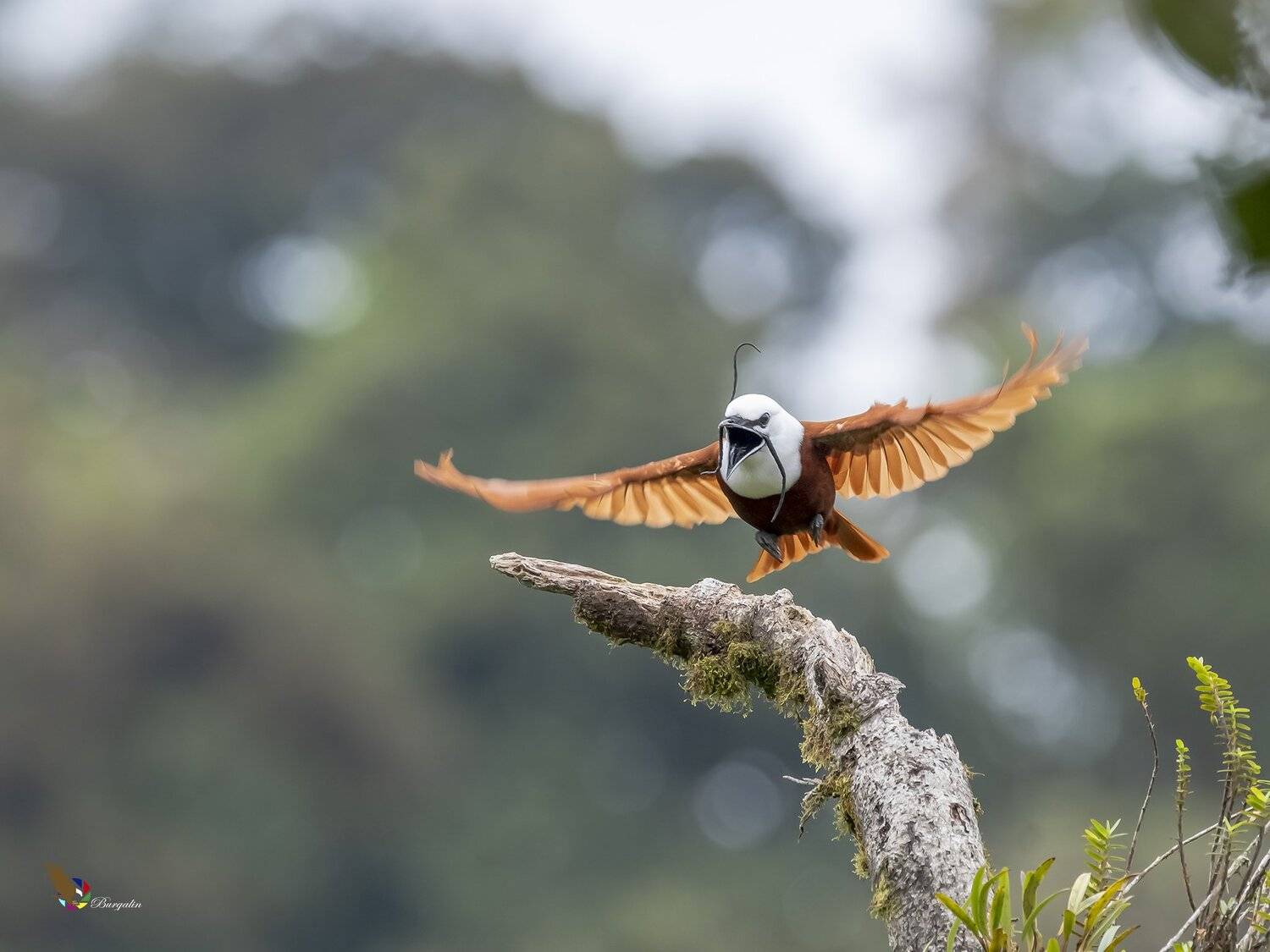 , Fernando Burgalin Sequeira