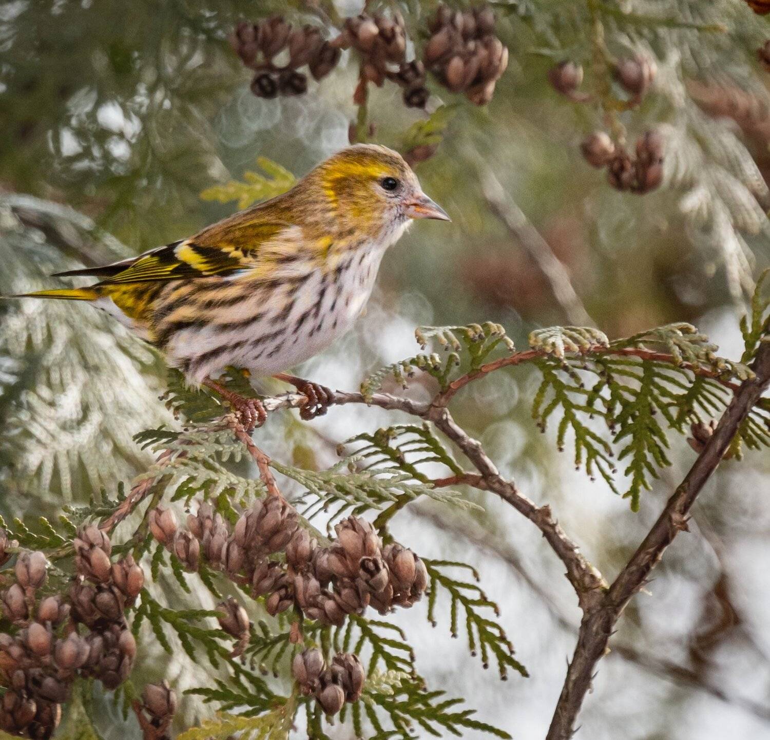, Курлянцев Алексей
