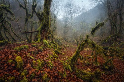 Тропами лешего