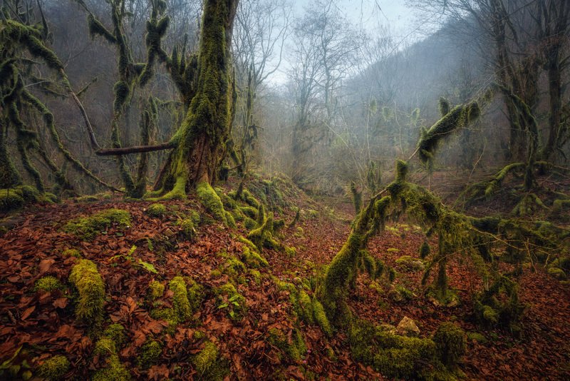 Лес, Деревья, Мох, Листья, Абхазия Тропами лешего фото превью