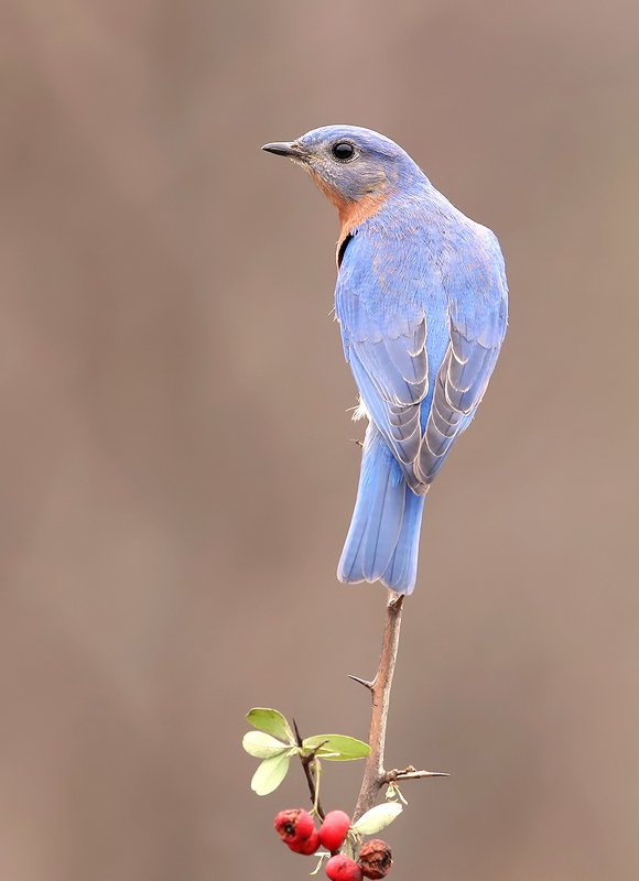 восточная сиалия, eastern bluebird,bluebird Eastern Bluebird male - Восточная сиалия самец фото превью