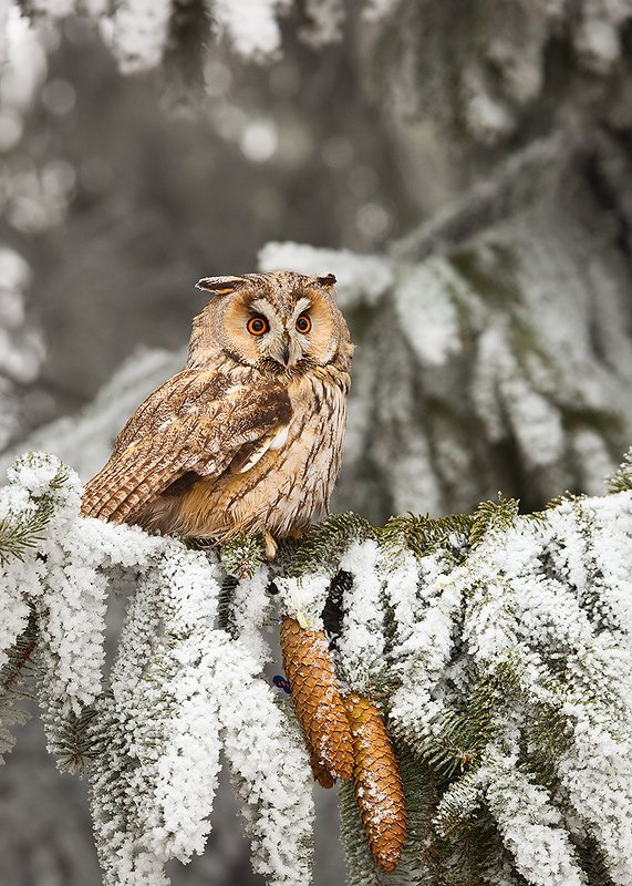 Ушастая сова фото превью