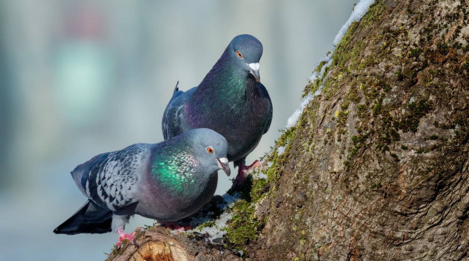 , Alexander Plekhanov