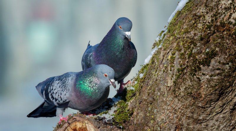 *** фото превью