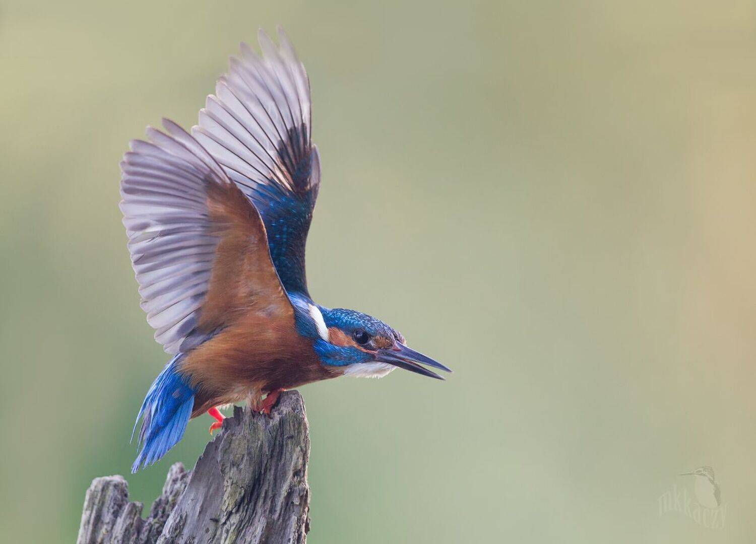 mkkaczy, Marcin Kaczmarkiewicz