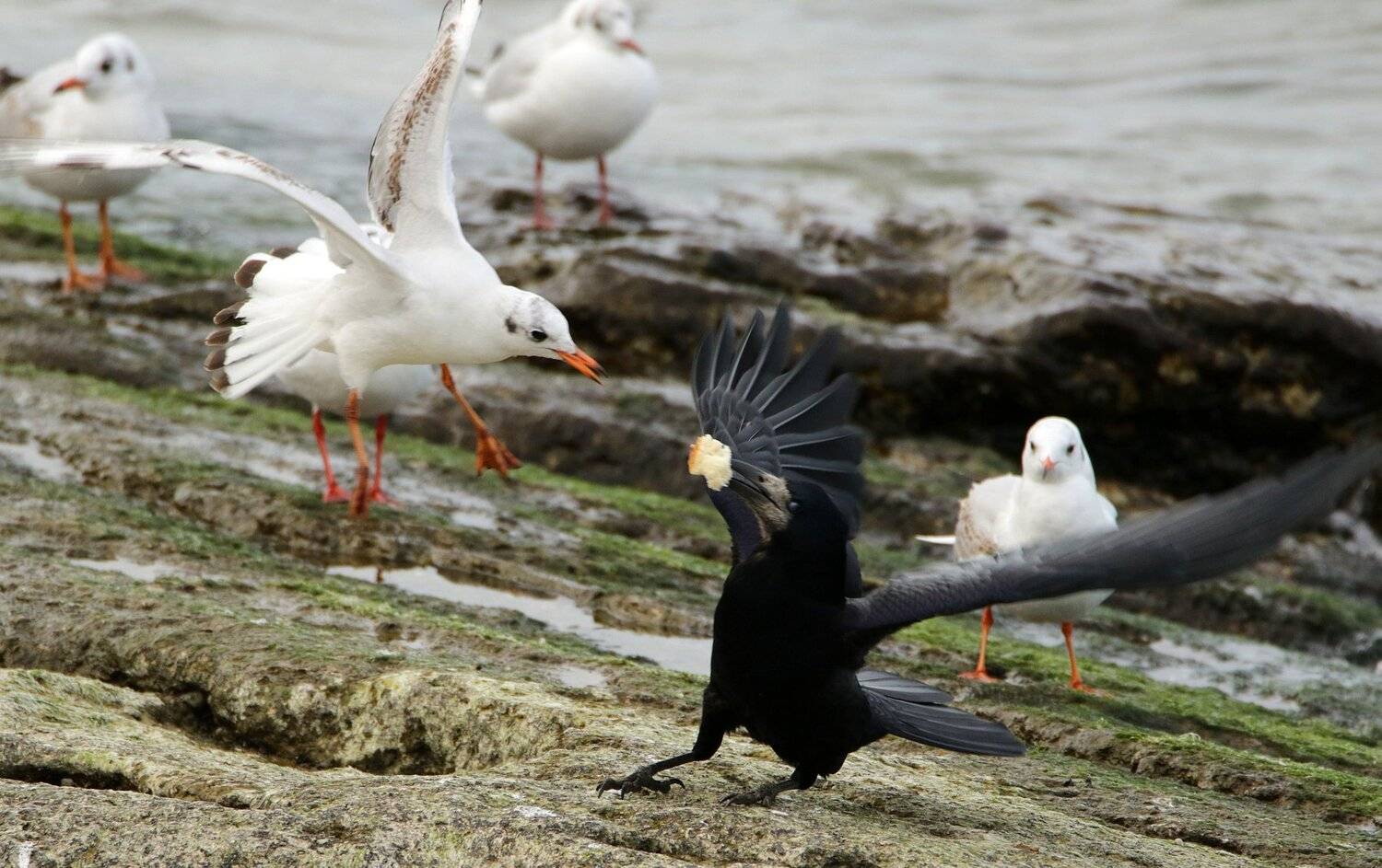 птицы,чайки,ворона,море,, Marat Magov