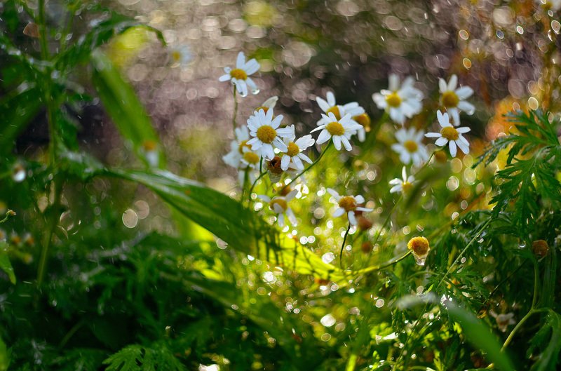 солнце, лето, россия, боке, цветы, ромашки, природа, свет, Летние прелести фото превью