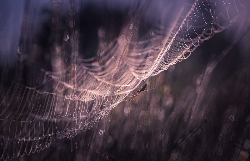 На карнавале фото превью