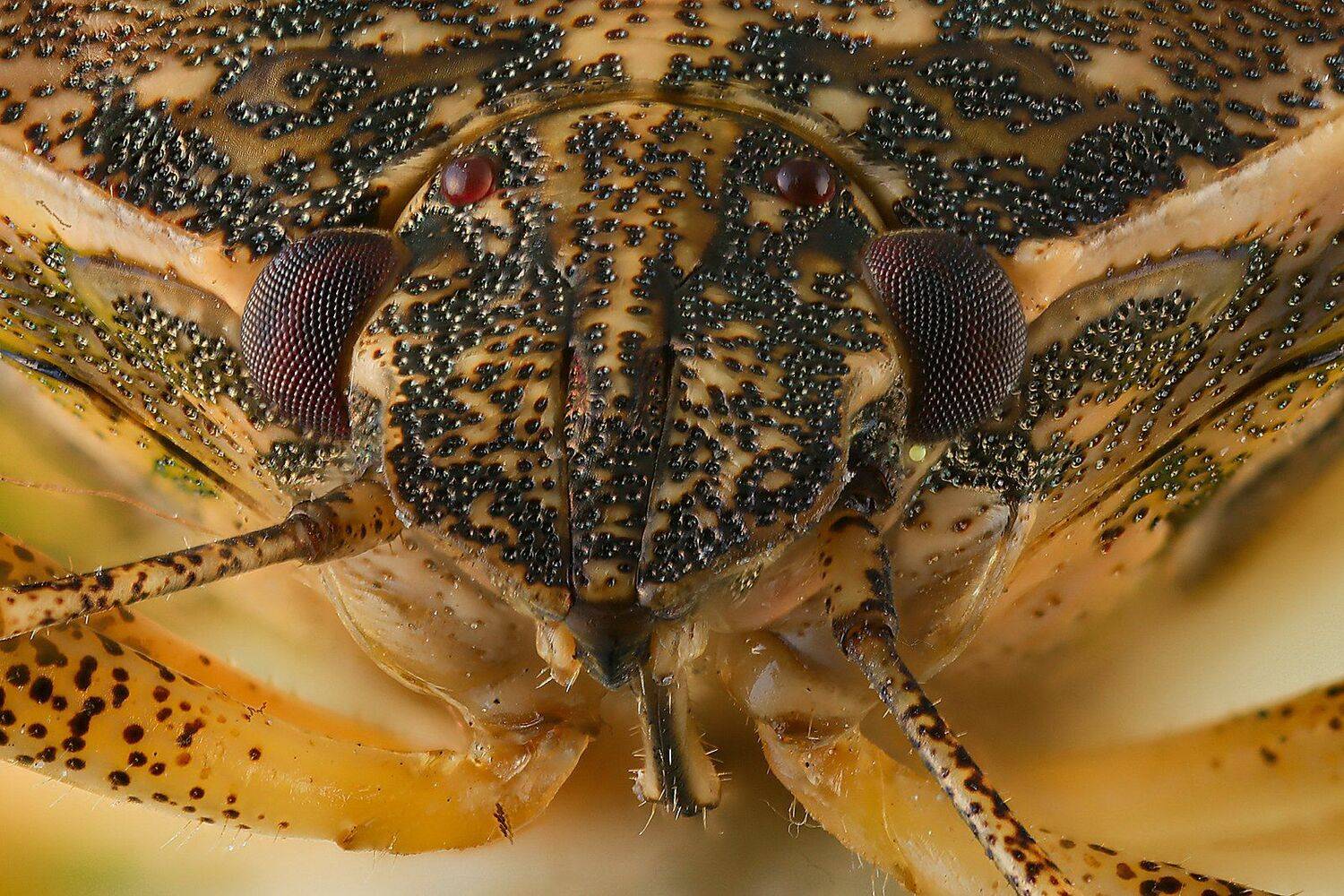 наскомое макро клоп лесной, Борис Фотомания