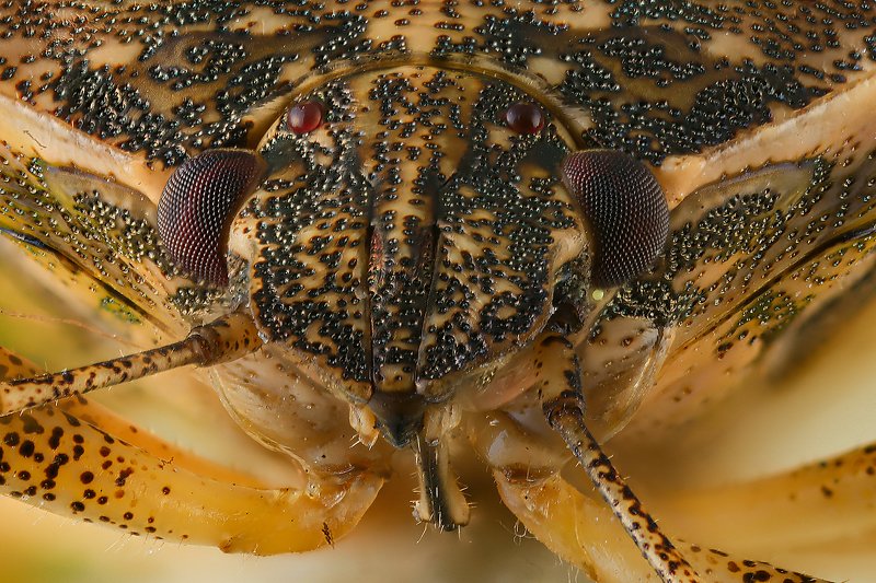 наскомое макро клоп лесной  фото превью