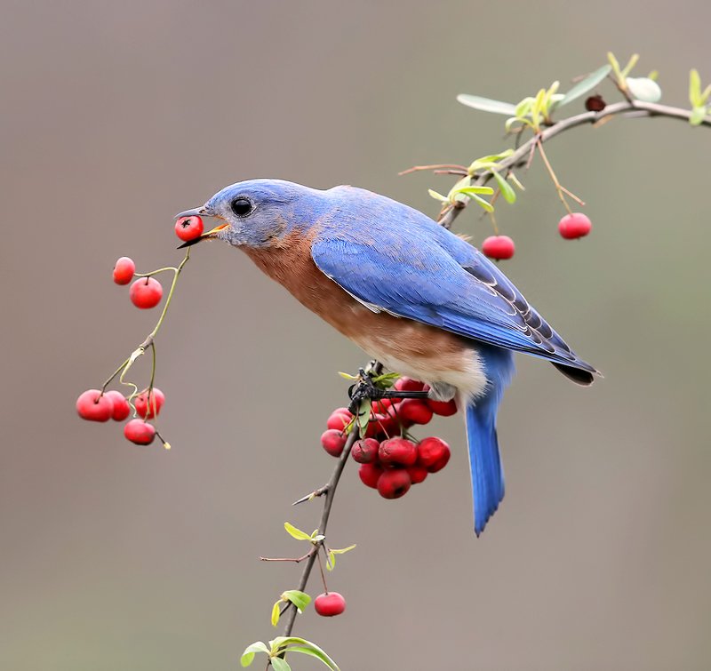 восточная сиалия, eastern bluebird,bluebird Eastern Bluebird male. Восточная сиалия самец. фото превью