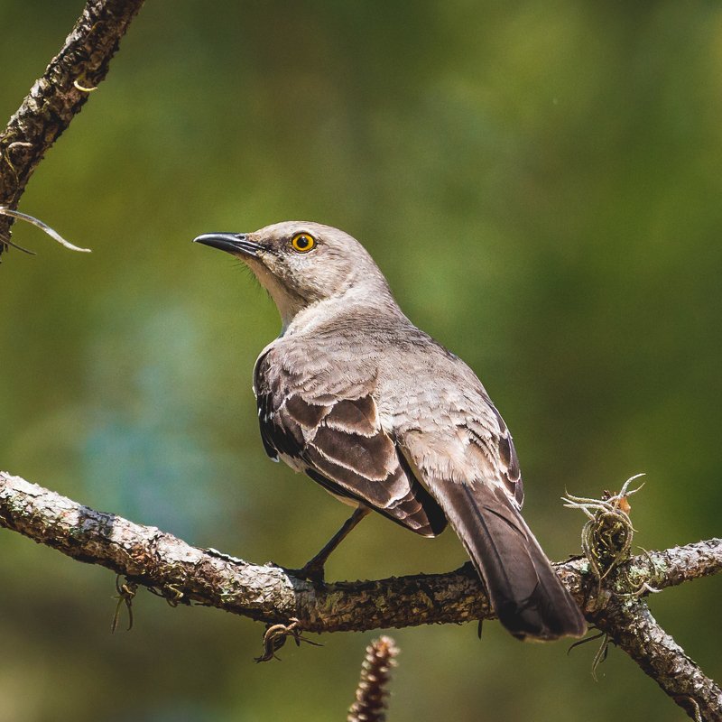 Northern mockingbird фото превью