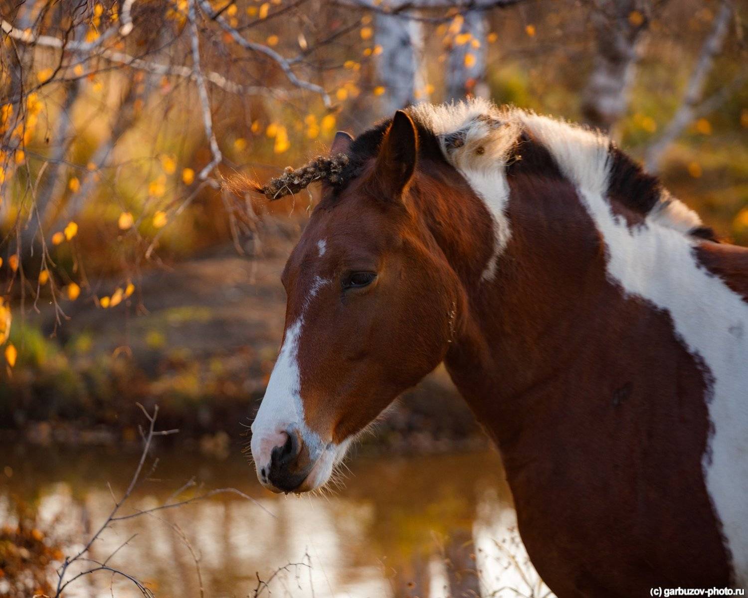 , Гарбузов Илья