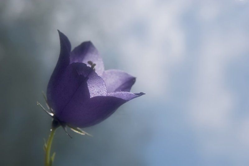 По ком звонит колокол фото превью