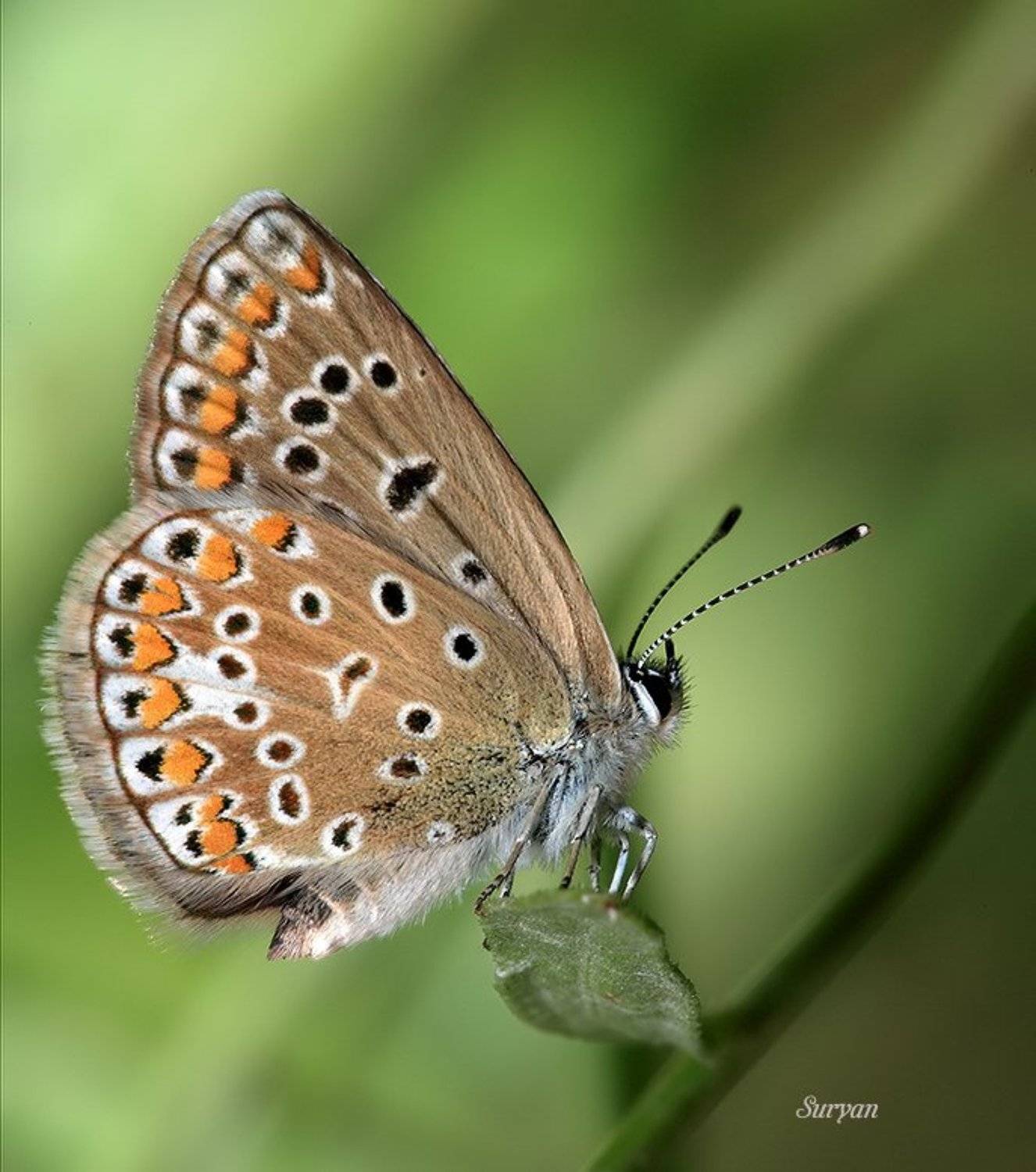 лето, трава, бабочка, Олег Сурьянинов