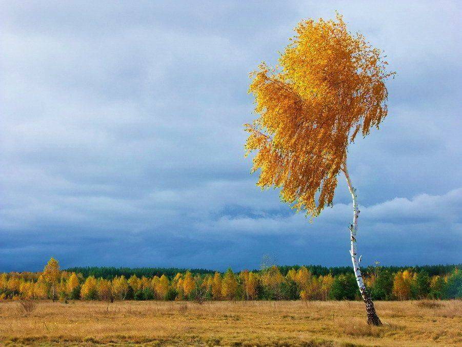 осень.береза., Вячеслав Мищенко