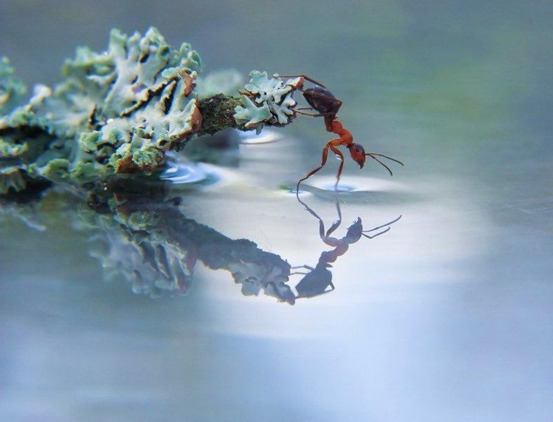 муравей ВГЛЯЖУСЬ В СЕБЯ КАК В ЗЕРКАЛО... фото превью