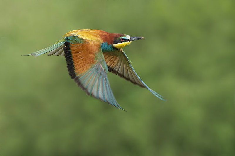 Щурка в полете фото превью