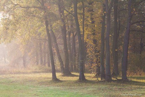 morning fog
