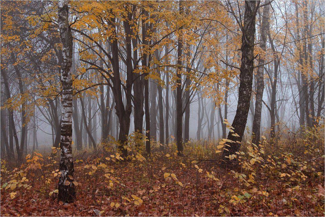 , Николай Шахманцир