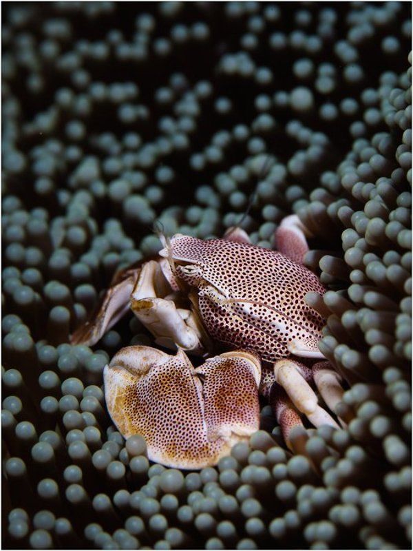 *** фото превью