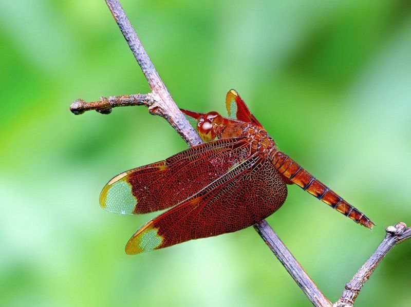 Neurothemis fulvia фото превью