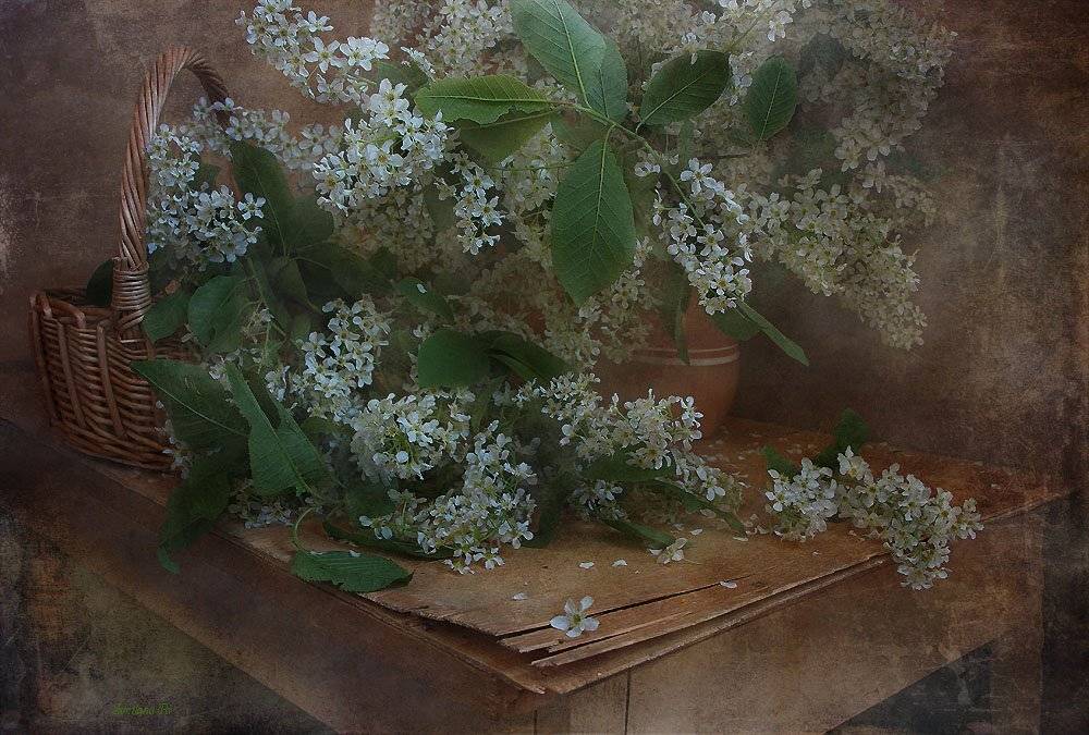 цветы, натюрморт, Svetlana Ра