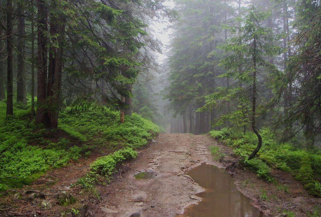 ели, туман, лесная дорога, Милокост Алексей