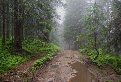 Дорога в дождливое и туманное утро